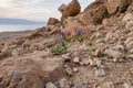 A lone purple flower blooms on the rocks of a mountain near the Tamarim stream on the Israeli side of the Dead Sea near Jerusalem