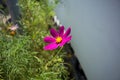 Lone purple flower in the bright sun