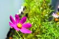 Lone purple flower in the bright sun