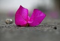 A Lone Purple Flower on a Pavement