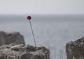 Lone purple flower growing from a sea front rock