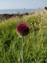 Lone Purple flower stands proudly in a wild field