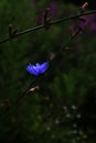 A lone purple flower survives the summer heat, while its siblings are gone