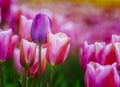 Lone purple tulip amounst pink.
