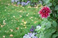 Lone purple and white Dahlia Fallen Autumn leaves on ground Royalty Free Stock Photo