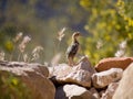 Lone quail chick Royalty Free Stock Photo