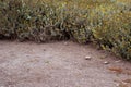 Wild Rabbit Hunkering Down Beside Boucher Trail