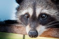 Lone raccoon looking into the camera very close