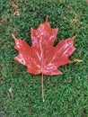 Red Maple Leaf On Green Moss Royalty Free Stock Photo