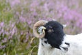 Lone ram on the Yorkshire moors Royalty Free Stock Photo