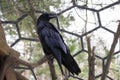 A lone Raven in a cage in the reserve