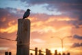 lone raven on a fence post at sunset