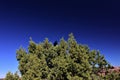 A lone raven prowl the utah desert