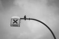 Lone raven perched on crosswalk pole in winter