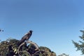 Lone raven sitting on a branch in a park