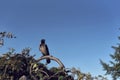 Lone raven sitting on a branch in a park