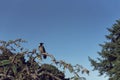 Lone raven sitting on a branch in a park