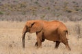 Red african elephant at Tsavo National park Kenya Royalty Free Stock Photo