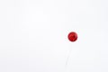 A lone red balloon high in the sky. A rope stretches behind the ball. Copy space Royalty Free Stock Photo