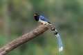 Lone Red-billed blue magpie Urocissa erythroryncha, perched on the end of a tree log Royalty Free Stock Photo
