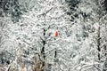 Lone red cardinal perched on a snow covered tree. Royalty Free Stock Photo