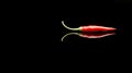 A lone red chili pepper adorned with water droplets is set against a black backdrop and accompanied by its reflection Royalty Free Stock Photo