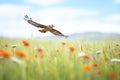 lone red kite hunting over a blooming meadow Royalty Free Stock Photo