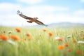 lone red kite hunting over a blooming meadow Royalty Free Stock Photo