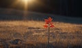 Lone red oak sapling in golden field at sunrise Royalty Free Stock Photo