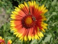 Lone red and orange gaillardia flower with bee Royalty Free Stock Photo
