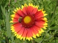 Lone red and orange gaillardia flower with bee Royalty Free Stock Photo