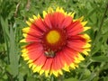 Lone red and orange gaillardia flower with bee Royalty Free Stock Photo