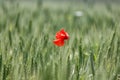 Lone red poppy in field of wheat Royalty Free Stock Photo