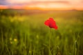 A lone red poppy in a green grass field facing the sunset, shallow depth of field