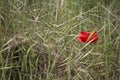 Lone Red poppy on green weeds Royalty Free Stock Photo