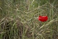 Lone Red poppy on green weeds Royalty Free Stock Photo