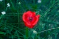 Lone Red poppy on green weeds field. Royalty Free Stock Photo