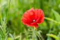 Lone Red poppy on green weeds Royalty Free Stock Photo