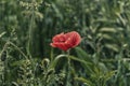 Lone Red poppy on green weeds Royalty Free Stock Photo