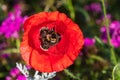 A lone red poppy on a summer green meadow. Royalty Free Stock Photo