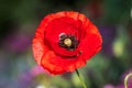 A lone red poppy on a summer green meadow. Open flower petals. Royalty Free Stock Photo