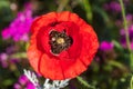 A lone red poppy on a summer green meadow. Open flower petals. Royalty Free Stock Photo