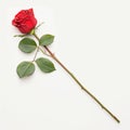 Lone red rose on white backdrop exudes natural elegance