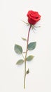 Lone red rose on white backdrop exudes natural elegance