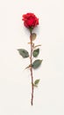 Lone red rose on white backdrop exudes natural elegance