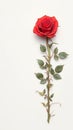 Lone red rose on white backdrop exudes natural elegance