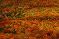 Lone Red Tree in Autumn Mountain Landscape