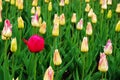 A lone red tulip pops up in a flower bed Royalty Free Stock Photo