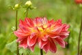 Colorful photo of single blooming dahlia with two buds Royalty Free Stock Photo