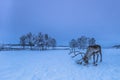 Lone reindeer in Jukkasjarvi, Sweden Royalty Free Stock Photo